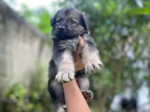 German Shepherd Puppies
