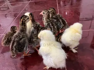 Guinea Foul Chicks