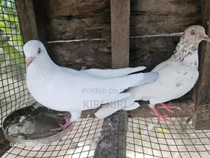Pigeons