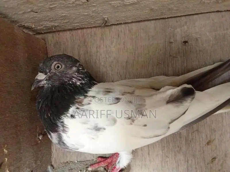 Pakistan Pigeon
