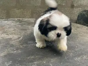 Shih-tzu(ශිට්සු)