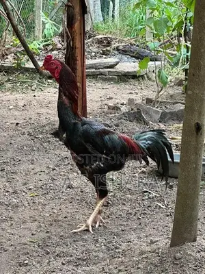 Velladiyan Rooster
