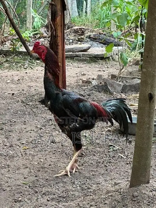 Velladiyan Rooster