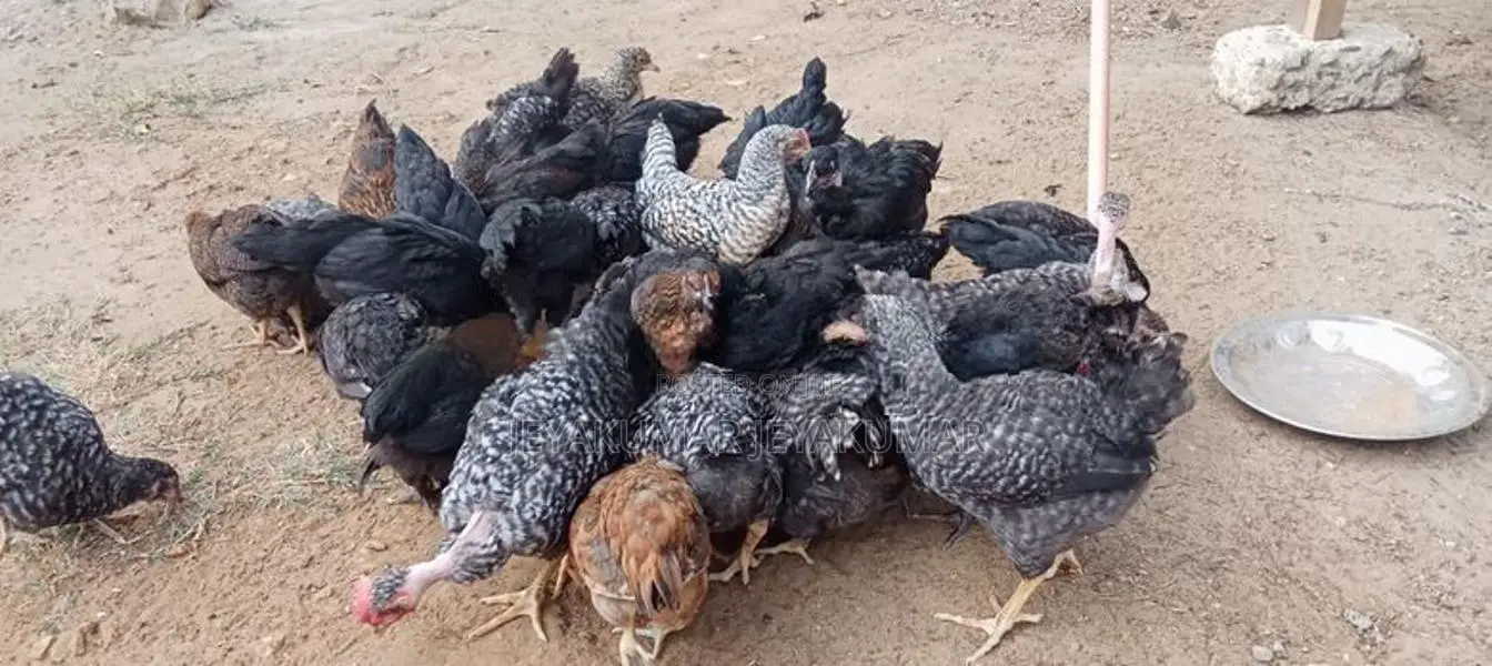 Farm Chicks