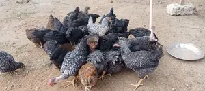 Farm Chicks