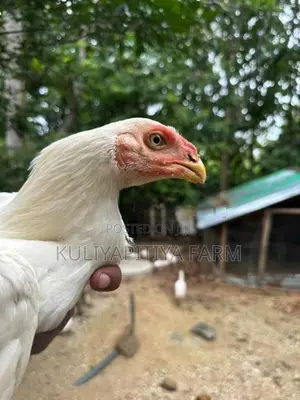 Parrot Beak White Chick