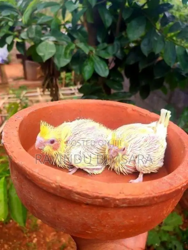 Cockatiel Chiks
