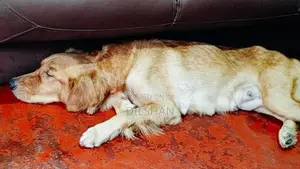 Golden Retriever Puppy