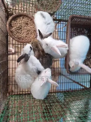 Angora Rabbit