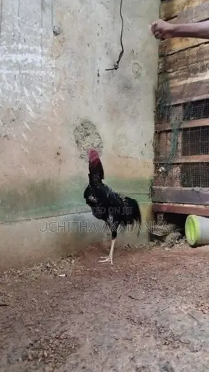 Rooster