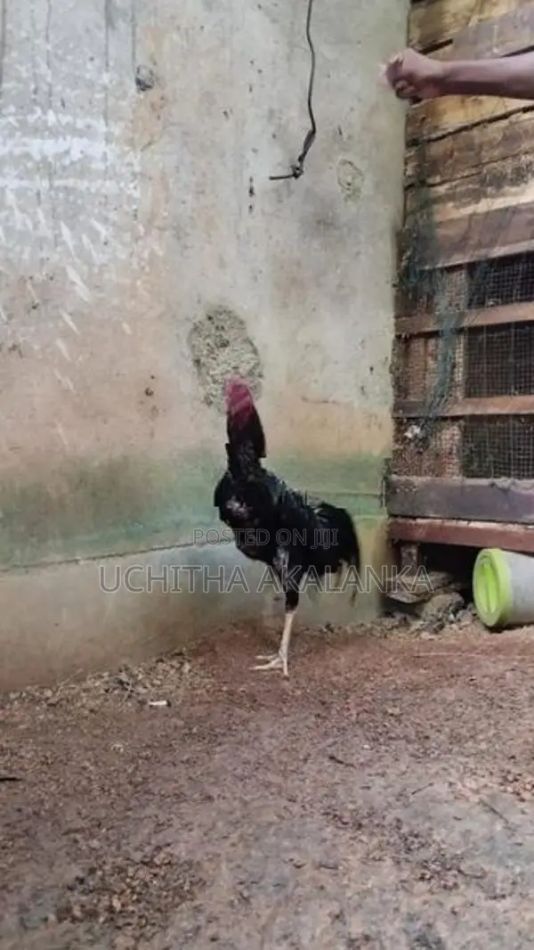 Rooster