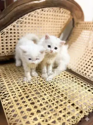 Persian Kittens