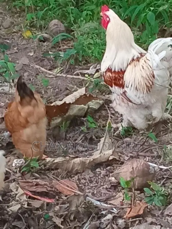 Brama Chicken