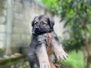 German Shepherd Puppies