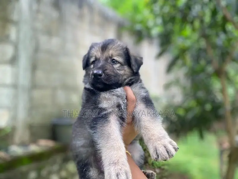 German Shepherd Puppies