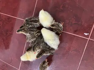 Guinea Foul Chicks