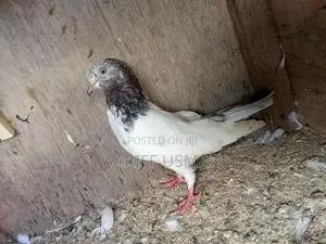 Pakistan Pigeon