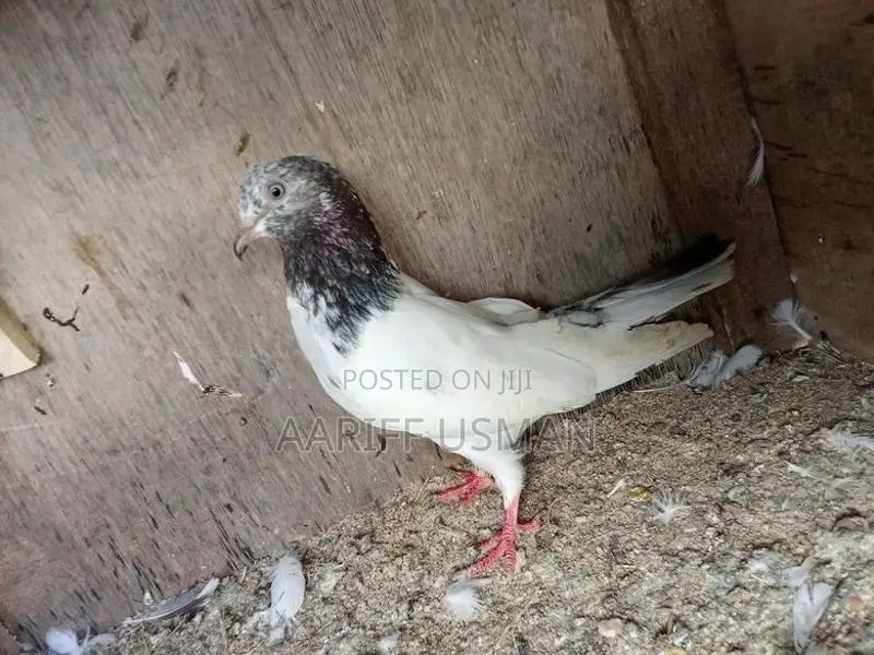 Pakistan Pigeon