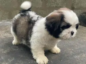 Shih-tzu(ශිට්සු)