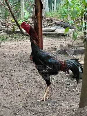 Velladiyan Rooster