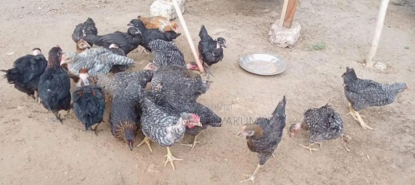 Farm Chicks
