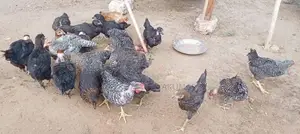 Farm Chicks