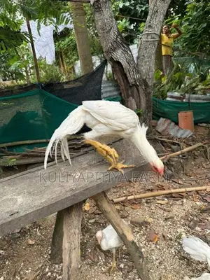 Parrot Beak White Chick