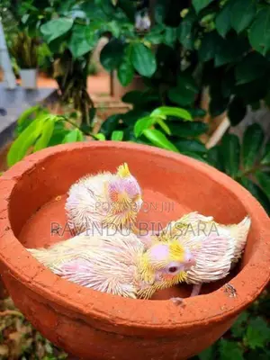 Cockatiel Chiks