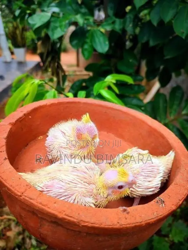 Cockatiel Chiks