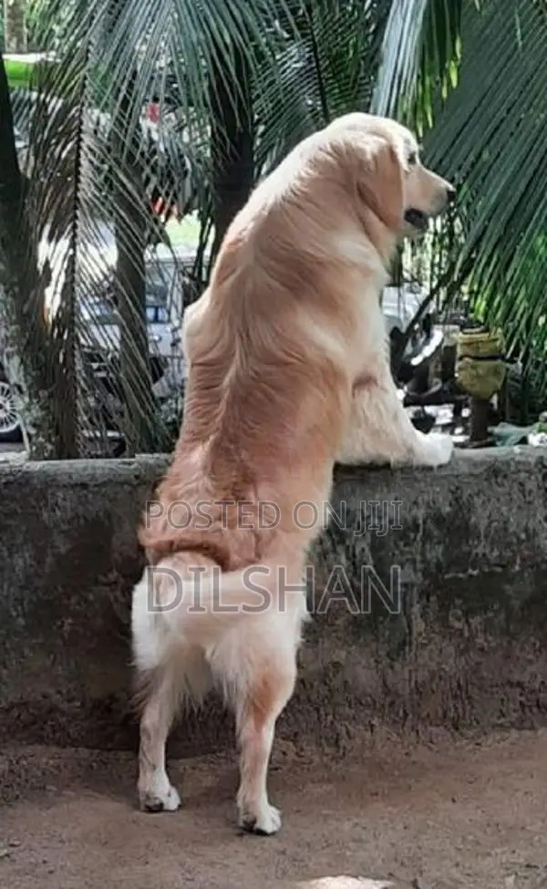 Golden Retriever Puppy