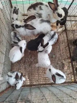 Angora Rabbit