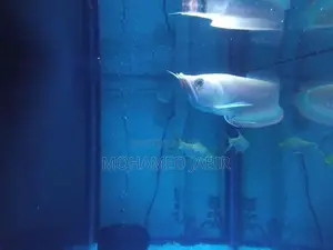 Albino Arowana Pink Eye