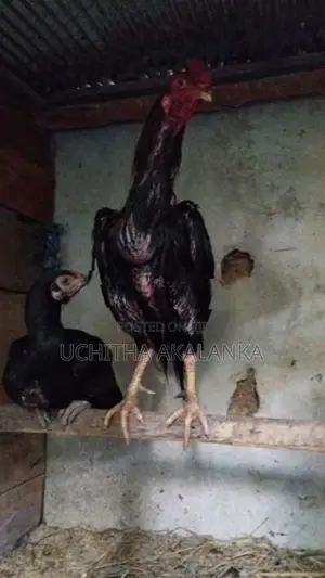 Rooster