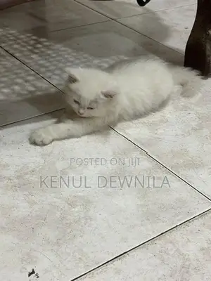 Persian Kittens