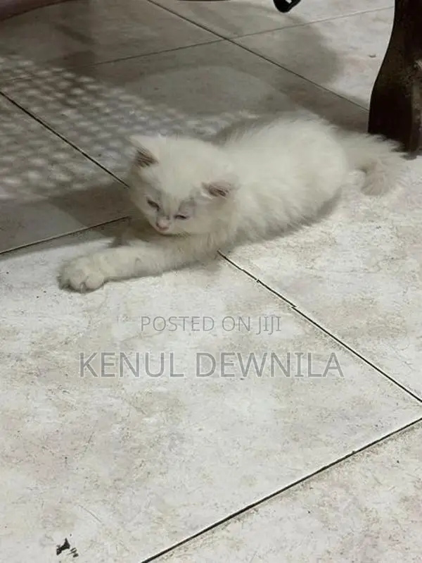 Persian Kittens