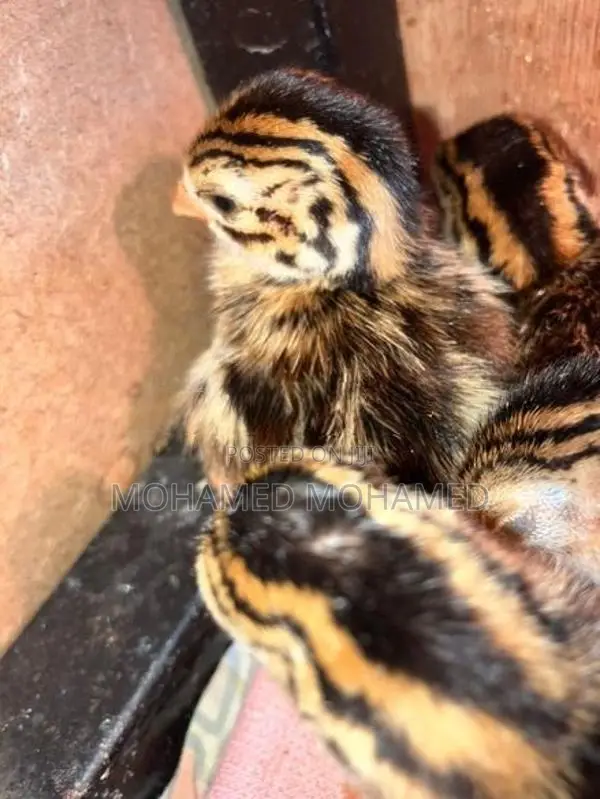 Guinea Foul Chicks