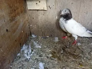 Pakistan Pigeon