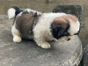 Shih-tzu(ශිට්සු)