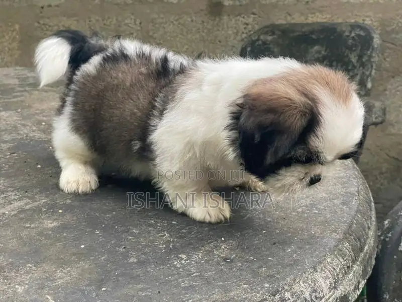 Shih-tzu(ශිට්සු)