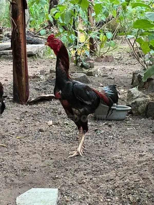 Velladiyan Rooster