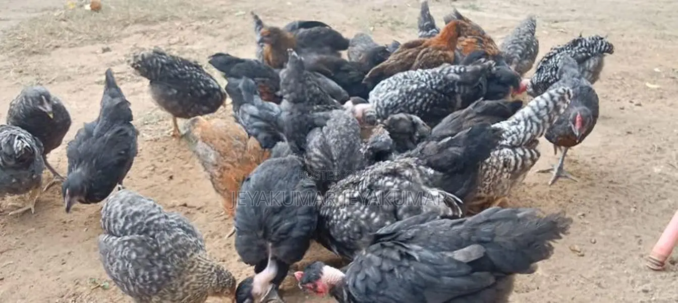 Farm Chicks