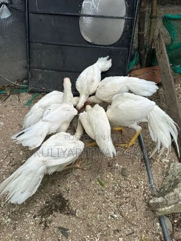 Parrot Beak White Chick