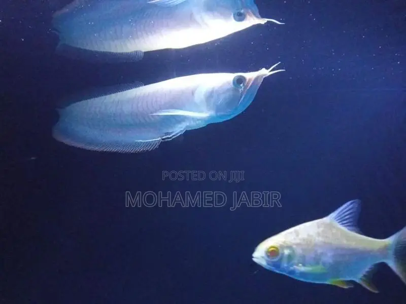 Albino Arowana Pink Eye