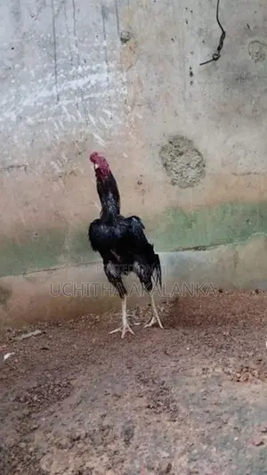 Rooster