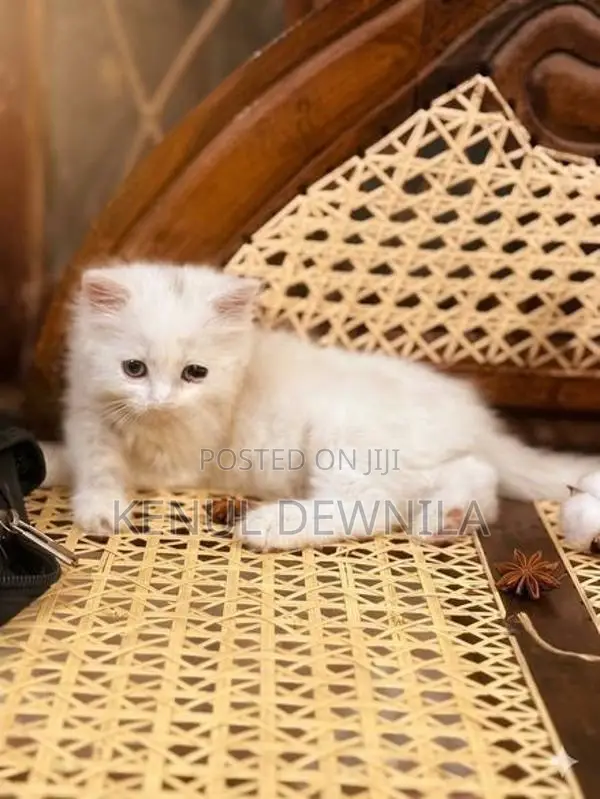 Persian Kittens