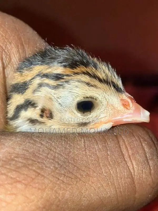 Guinea Foul Chicks