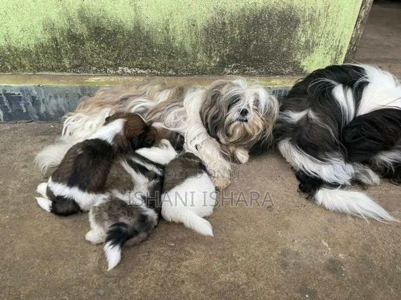 Shih-tzu(ශිට්සු)