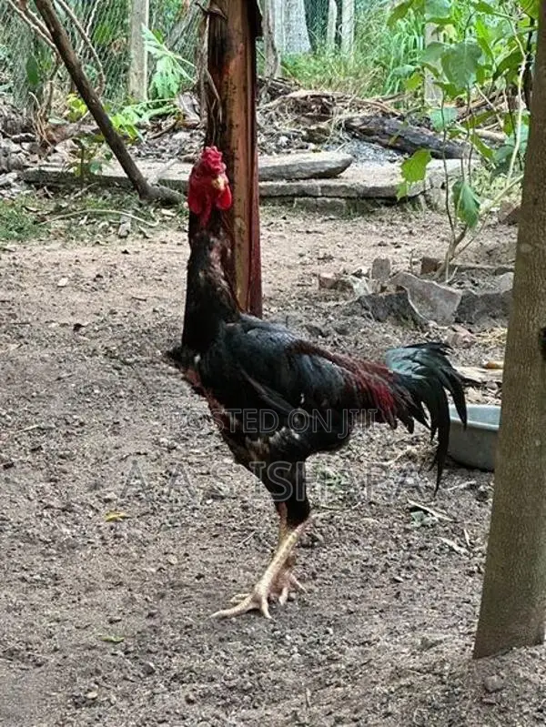 Velladiyan Rooster