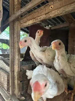 Parrot Beak White Chick