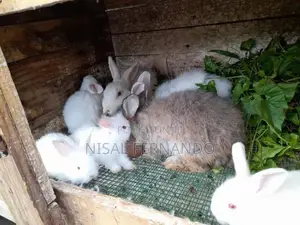 Angora Rabbit